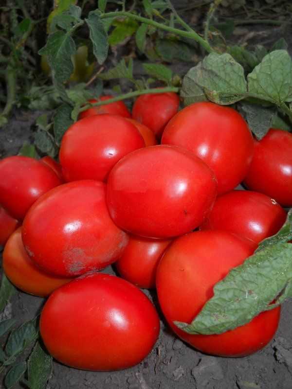 Лучшие сорта томата для открытого грунта Популярные сорта томатов для открытого грунта Не секрет, что помидоры в изобилии содержат биологически активные вещества