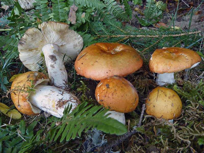Сыроежки несъедобные: какие виды грибов не съедобные