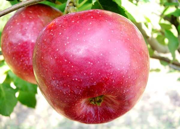 Яблоня «флорина»: описание сорта, фото, отзывы