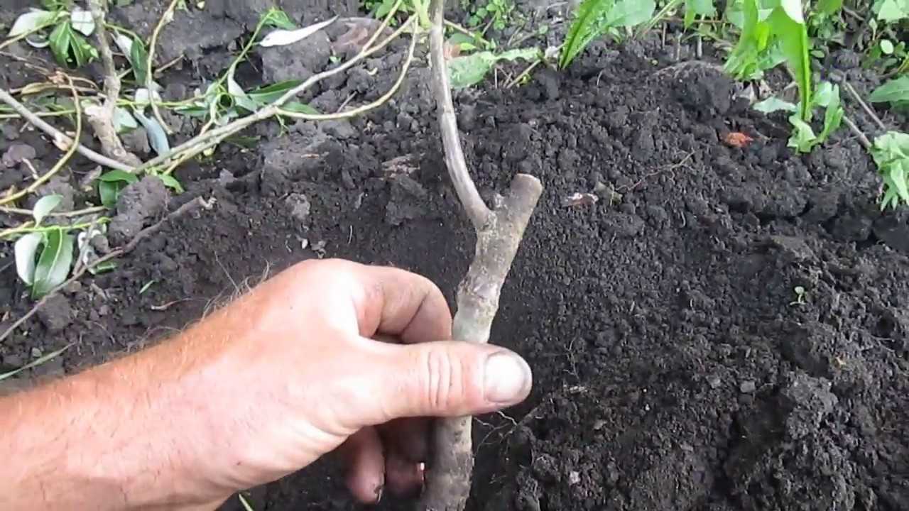 Выращивание грецкого ореха: посадка и уход за растением, какую почву любит и чем удобрять