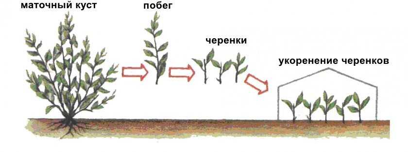 Японская айва. выращивание японской айвы. уход за японской айвой