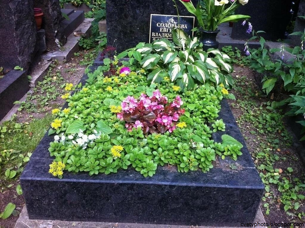 Какие цветы посадить на кладбище Примеры однолетних и многолетних растений