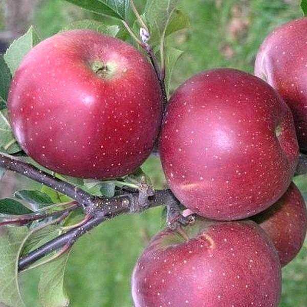 Яблоня флорина описание - самая устойчивая к заболеваниям яблоня.