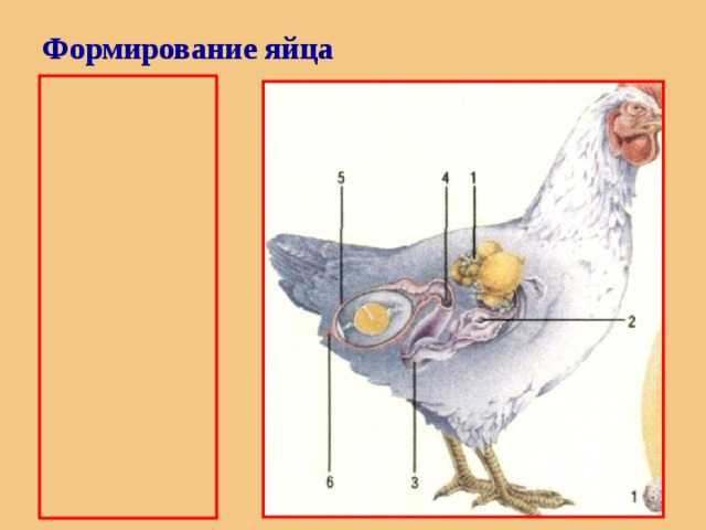 Как размножаются курицы — процесс оплодотворения петухов и другие тонкости