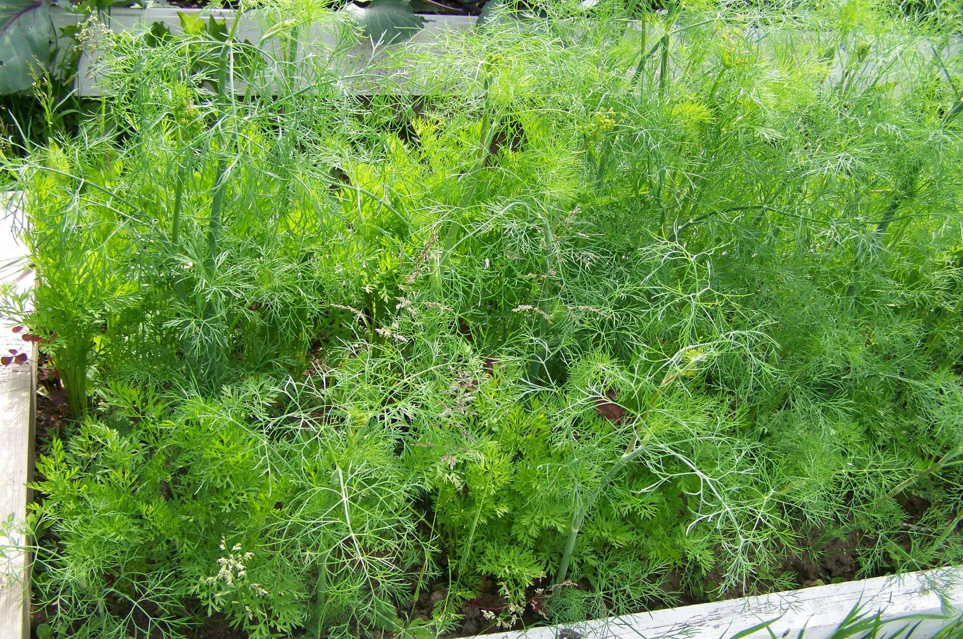 Посадка зелени в огороде: пошаговая инструкция