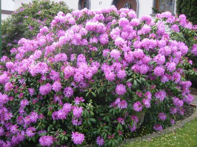 Кустарник с розовыми цветами: фото и название растений, цветущих розовыми бутонами, многолетние садовые культуры