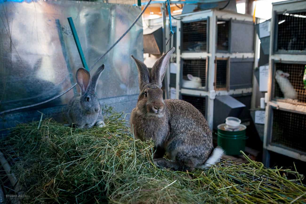 Кролики великаны: разведение и выращивание гигантов