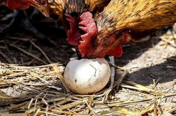 Почему куры клюют, едят свои яйца и что делать?