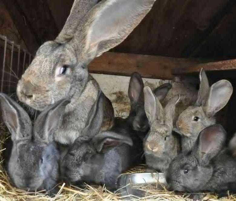 Как правильно разводить кроликов фландр: особенности породы бельгийских кроликов, содержание и разведение