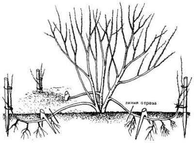 ᐉ кустарник бирючина: посадка и уход в открытом грунте, фото, обрезка, размножение, виды и сорта