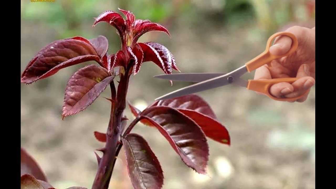 У розы сохнут листья — какие могут быть причины