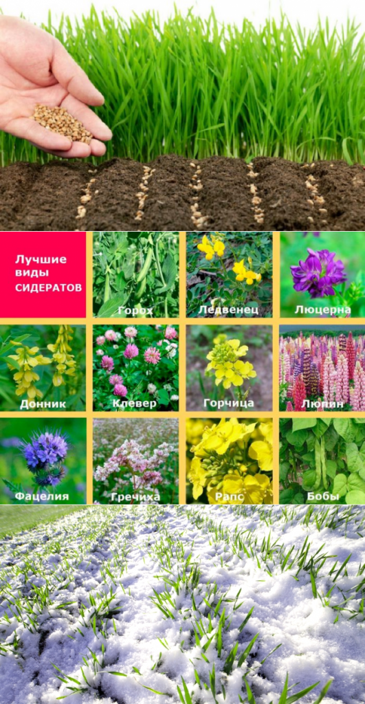 Люцерна: норма высева на 1 га и когда лучше сеять – весной или осенью