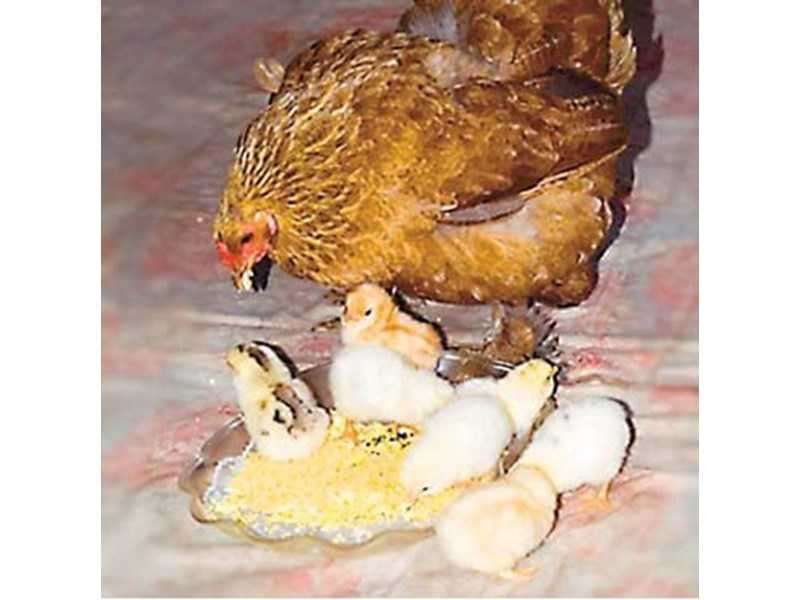 ✅ как посадить курицу на яйца насильно. как посадить курицу на яйца насильно - живой-сад.рф