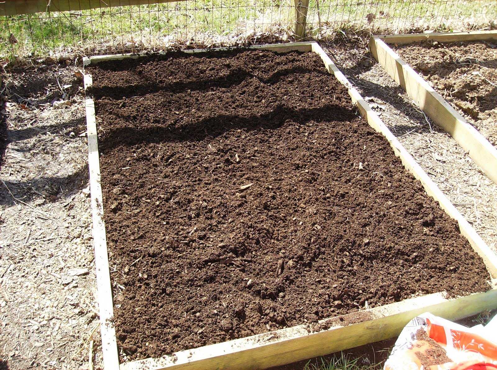 Когда и как сеять горчицу для удобрения почвы