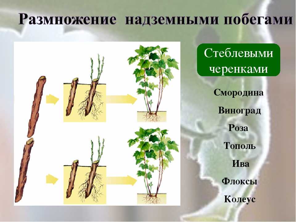 Дерево тополь - применение в ландшафтном дизайне, уход и размножение тополей