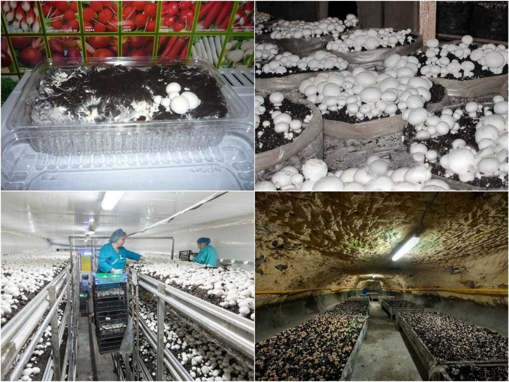 Свой бизнес: выращивание и продажа грибов (вешенок и шампиньонов)