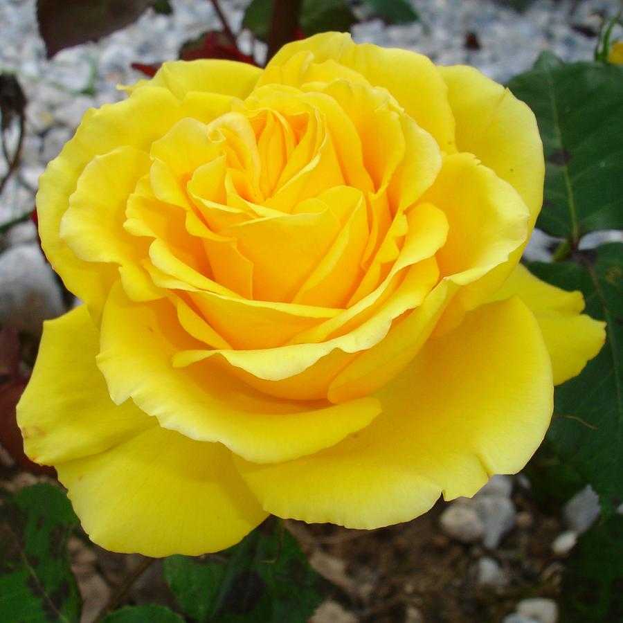К чему дарят желтые розы женщине (девушке) | что означают желтые цветы в подарок - приметы и суеверия