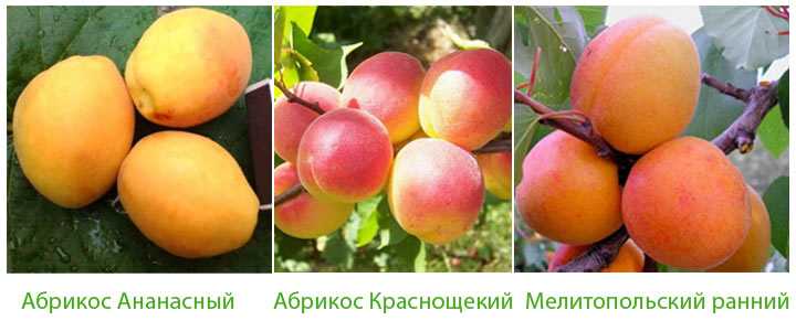 Мелитопольский абрикос: разновидности