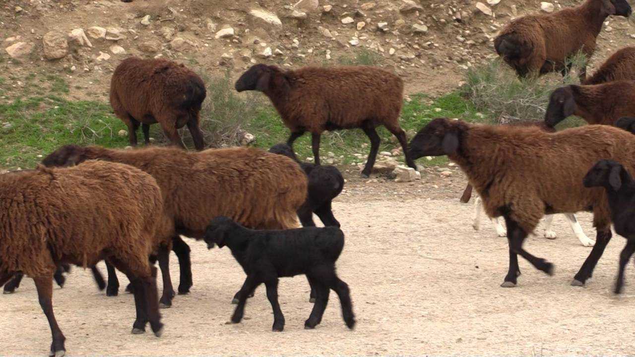 Выносливые, неприхотливые, с высокой производительностью - Катумские овцы О характеристиках породы, особенностях ухода и разведения пойдет речь в статье