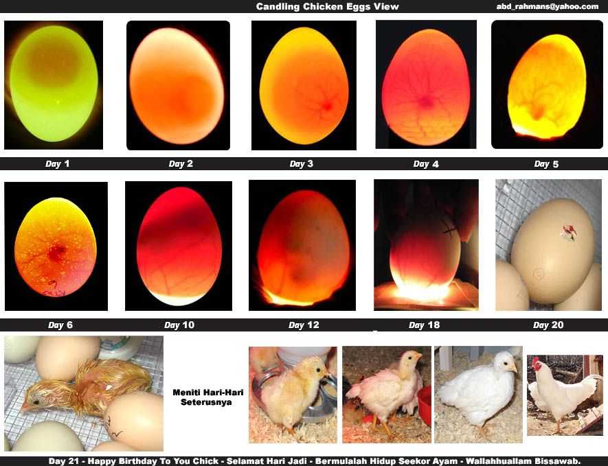 Овоскопирование куриных яиц: что это, как проводят его во время инкубации (фото по дням)? selo.guru — интернет портал о сельском хозяйстве