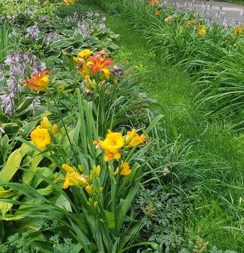 Цветок лилейник – посадка и уход в открытом грунте, фото лилейника, пересадка и размножение лилейников