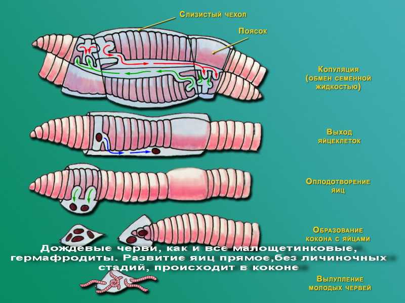 Жизненный цикл земляных червей и сколько лет живет червь в природных условиях