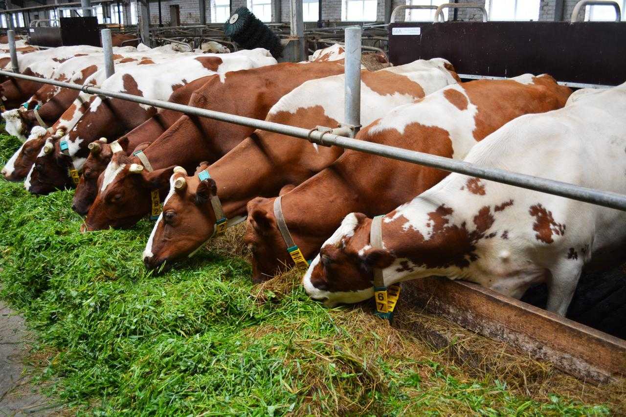 Молозиво коровье: как приготовить и что из него делают, пищевая ценность