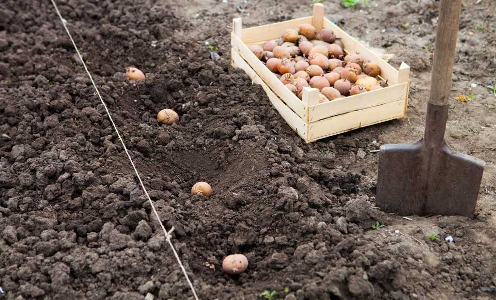 Можно ли использовать клубни картофеля, выкопанные в июле, для получения второго урожая? / асиенда.ру