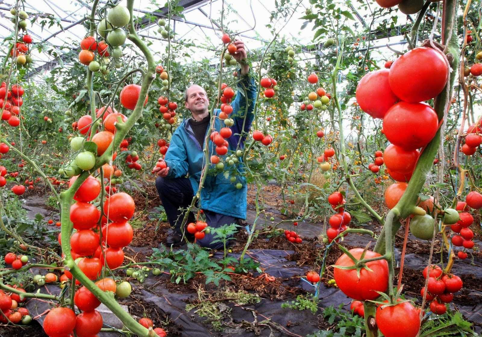 Почему не краснеют помидоры – обзор проблем и их решения