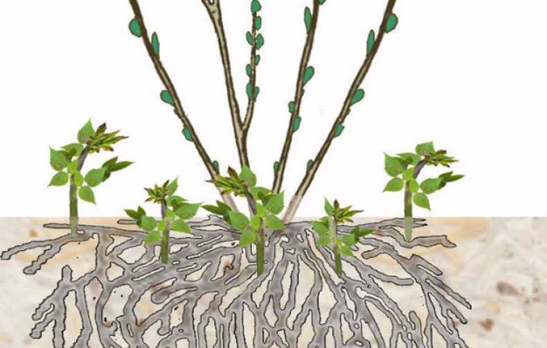Как посадить и вырастить боярышник из семян в домашних условиях