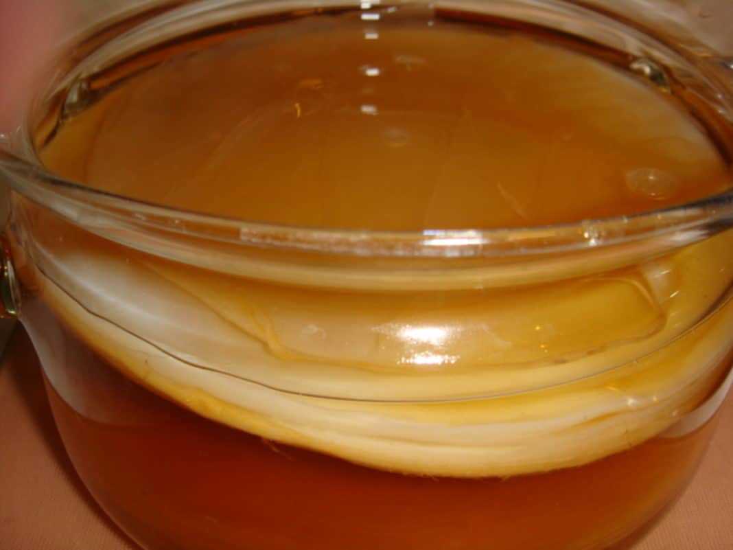 Как вырастить чайный гриб в домашних условиях: рецепты комбучи