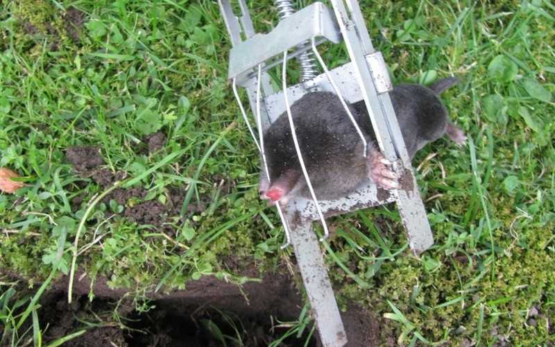 Борьба с грызунами на огороде народными средствами. борьба с мышами на дачном участке: 5 лучших средств | дачная жизнь