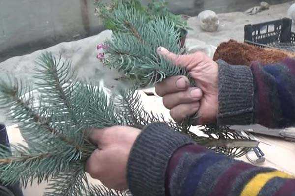 Размножение хвойных растений черенками зимой — это просто