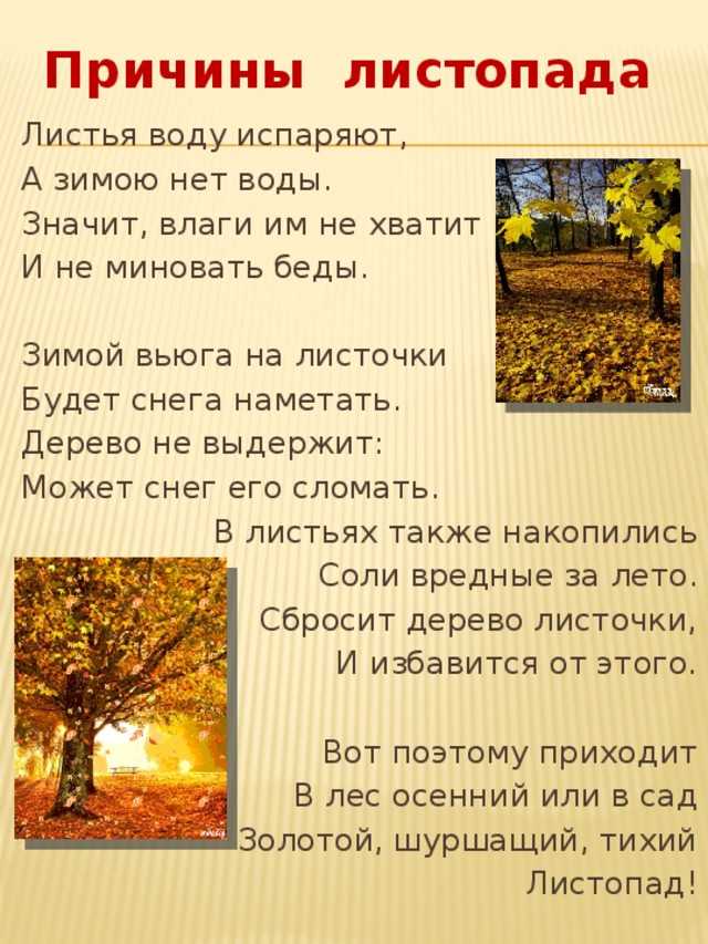 Какие деревья осенью желтеют. какое дерево желтеет первым осенью | дачная жизнь