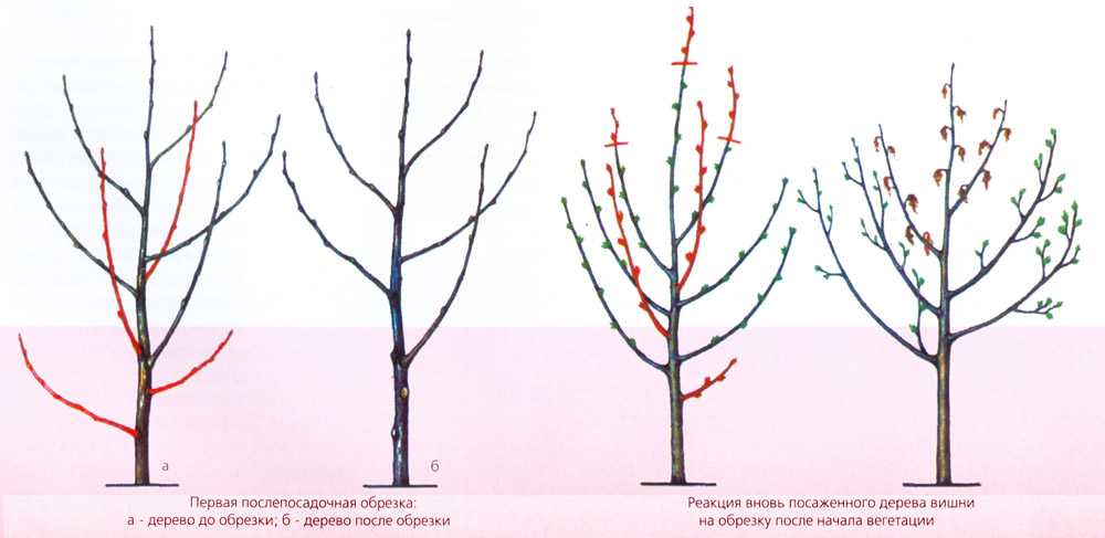 Обрезка плодовых деревьев весной – советы для начинающих и не только - огород, сад, балкон
                                             - 2 марта
                                             - 43181841596 - медиаплатформа миртесен