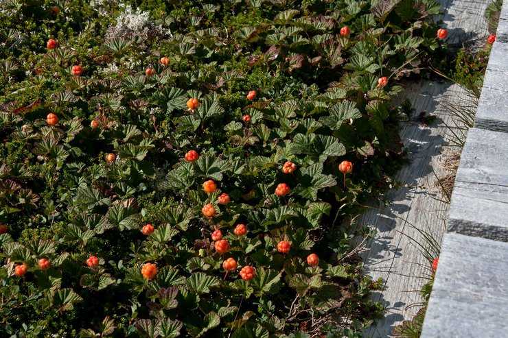 Морошка: как вырастить на дачном участке и в саду, посадка из семян и уход, где растет эта ягода + фото