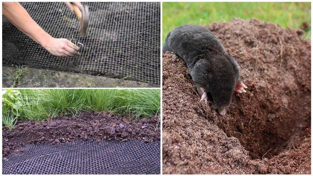 Водяная полевка (земляная крыса) на огороде, даче или садовом участке: как избавиться, народные и химические способы борьбы с ними