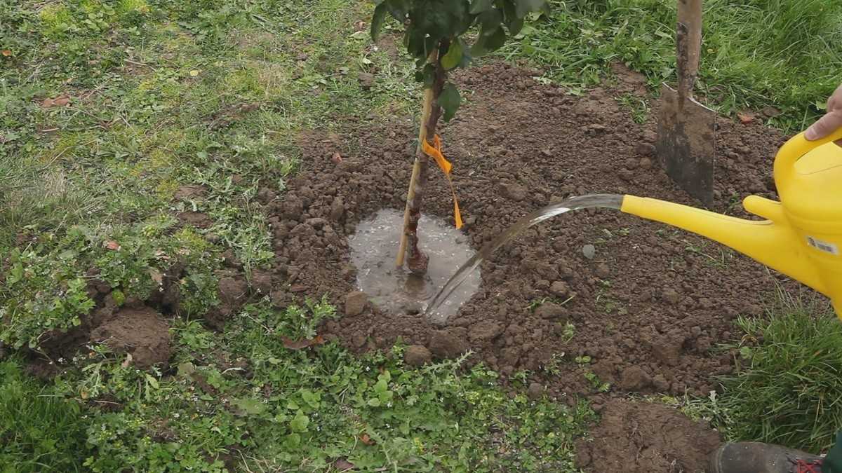 Как посадить саженцы деревьев. пошаговая инструкция для всех садоводов