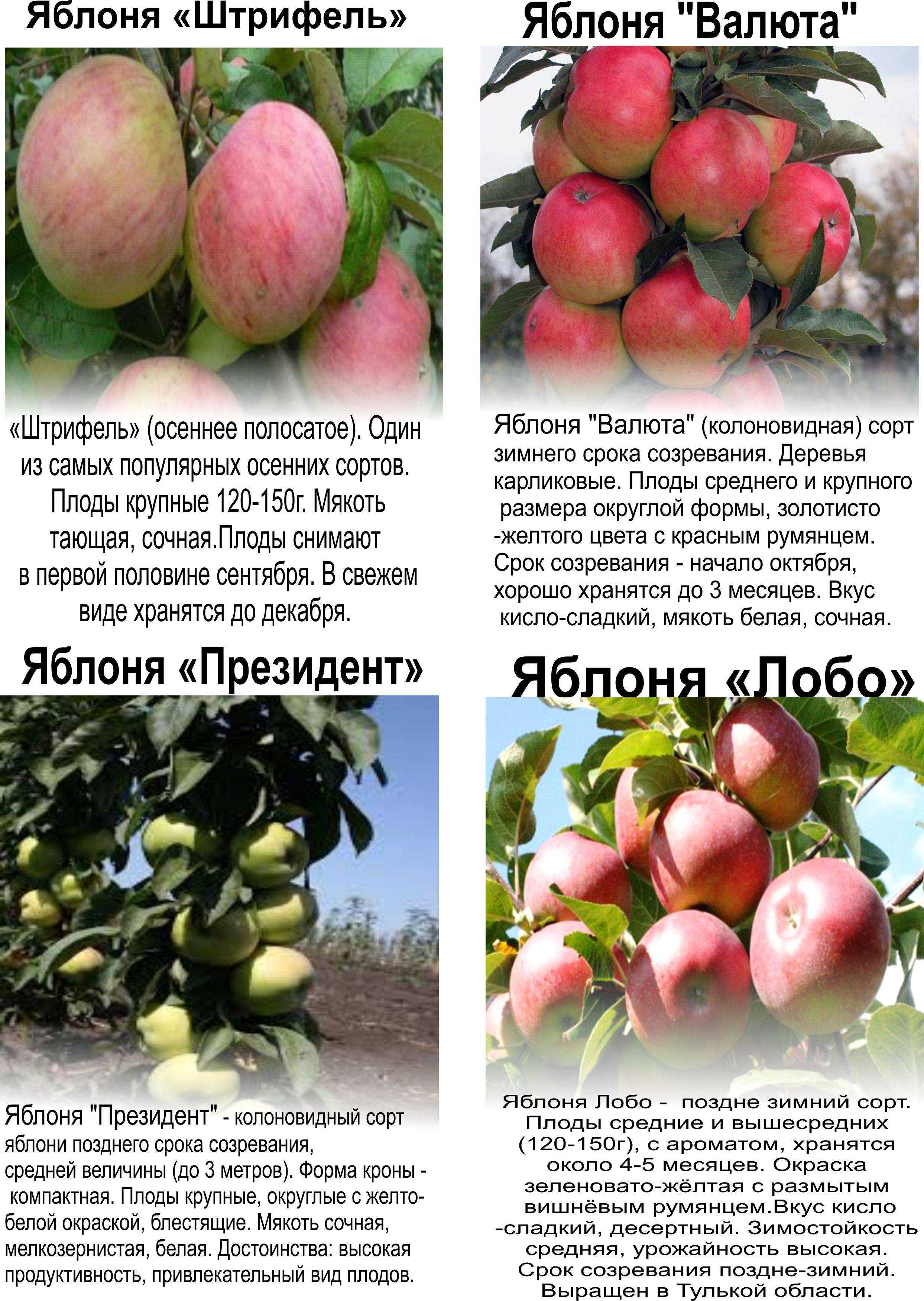Зимние сорта яблони для средней полосы россии: лучшие виды, их описание и особенности, а также правила ухода selo.guru — интернет портал о сельском хозяйстве