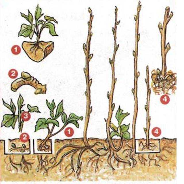 Как вырастить боярышник из семян в домашних условиях