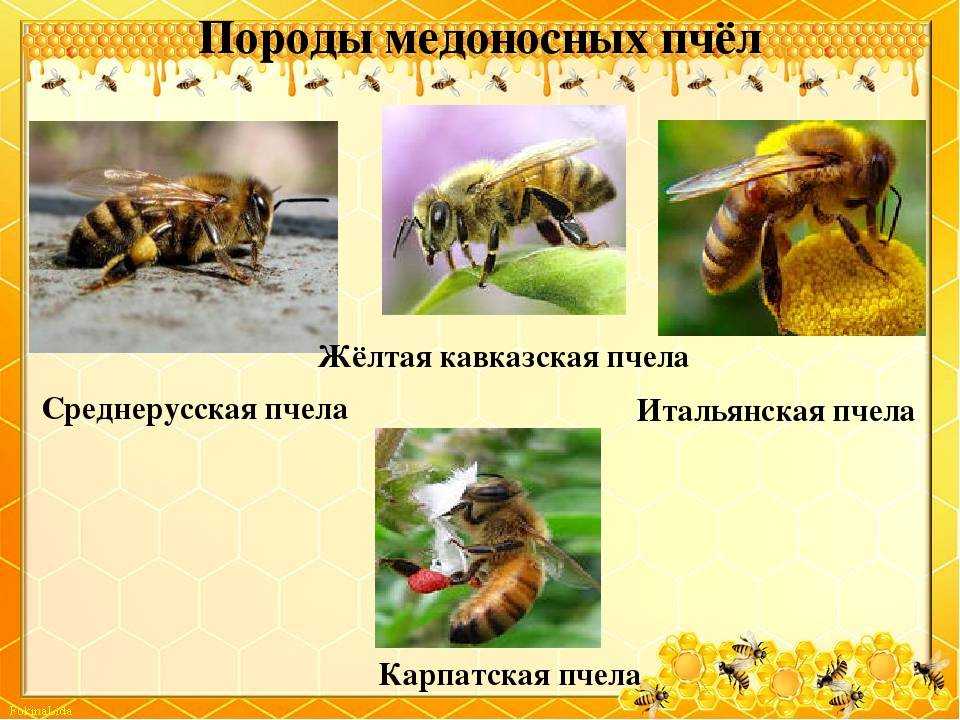 Породы пчел карпатка и карника: характеристики, отличительные черты и особенности, какой вид лучше