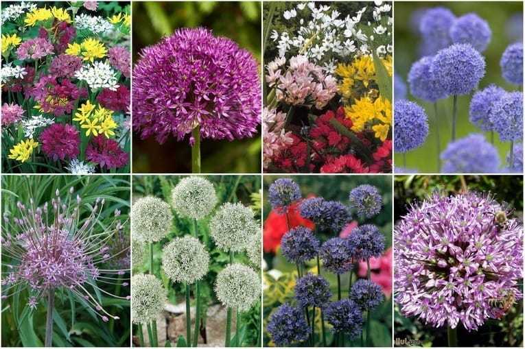 Аллиум: характерные черты цветка и распространенные сорта, посадка декоративного лука, выращивание и уход
