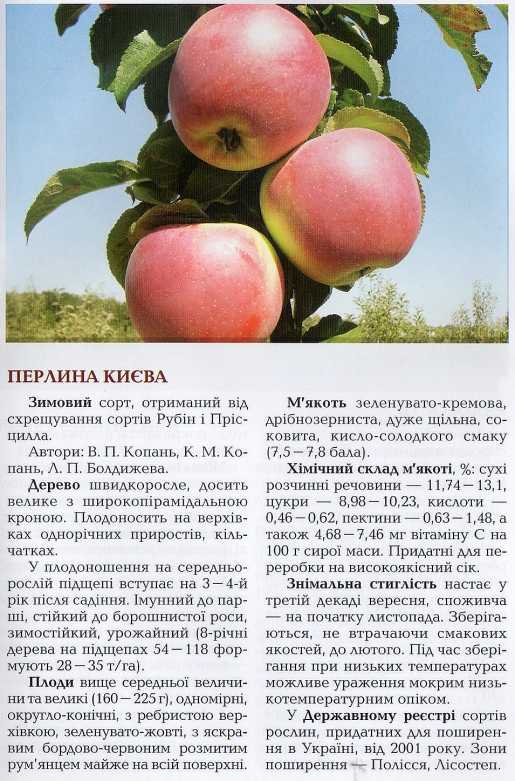 Яблоня богатырь отзывы - дневник садовода semena-zdes.ru