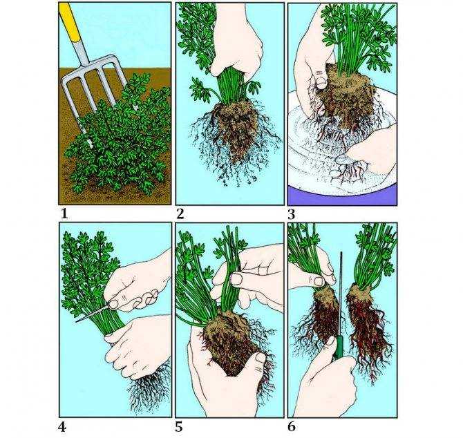 Как рассадить шиповник черенками осенью: способы размножения кустарника