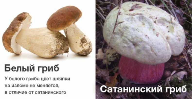 Белый гриб: лечебные и опасные свойства | food and health