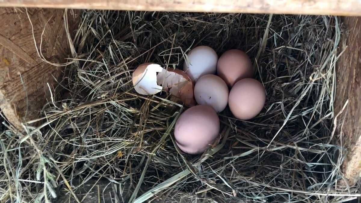 Почему куры клюют свои яйца и что делать