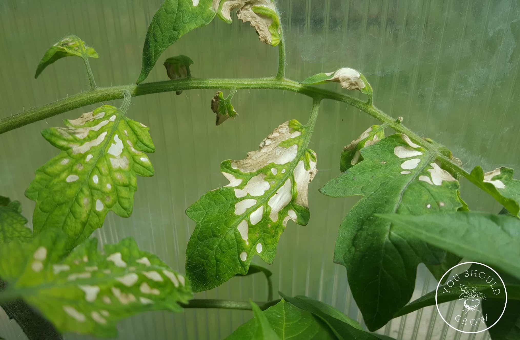 На листьях помидоров появились белые пятна: в чем причина и что делать + фото и видео