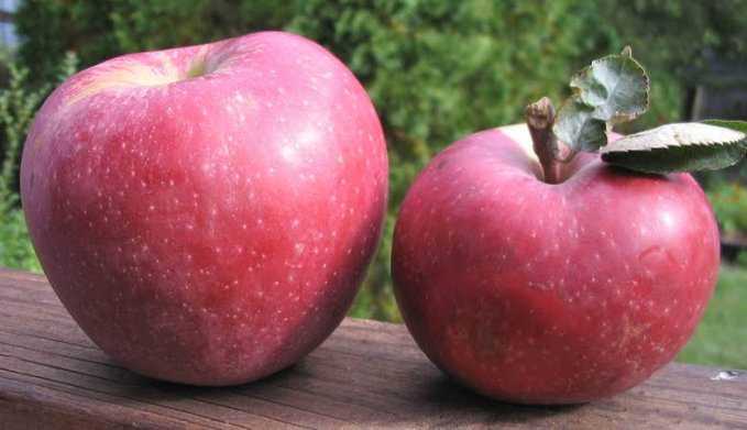 Яблоня флорина – краснощекая королева сада