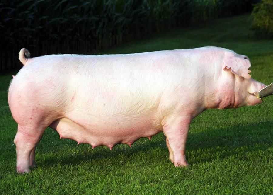 Йоркширская порода свиней мясо-сального направления