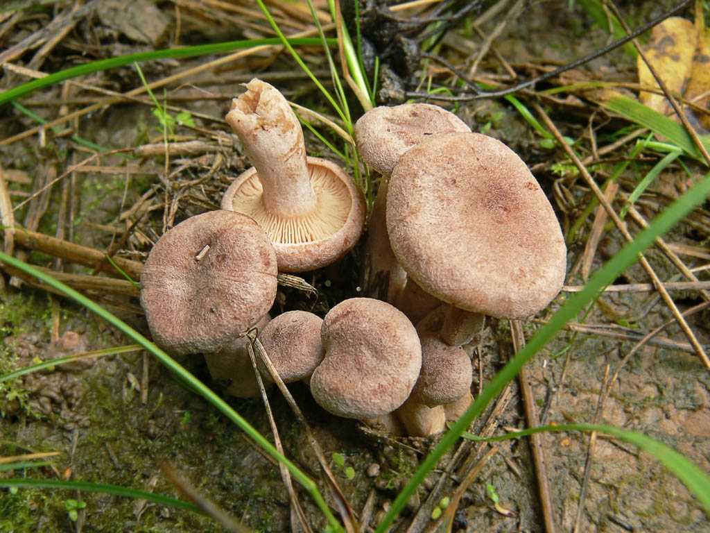 Какие бывают розовые грибы: разновидности, описание и фото
